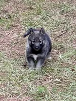 Trakr, a male Siberian Husky for sale in Union, MS – 3 of 9