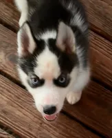 Carter , a male Siberian Husky for sale in Union, MS – 3 of 10