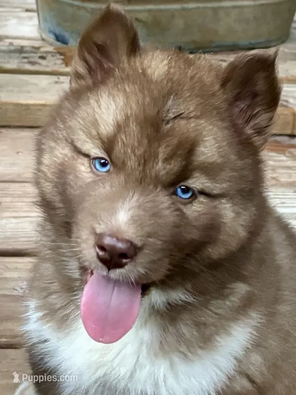 Arrow – Siberian Husky puppy for sale in Union, MS