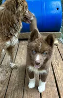 Sundancer, a male Siberian Husky for sale in Union, MS – 8 of 10