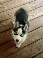 Carter , a male Siberian Husky for sale in Union, MS – 5 of 10