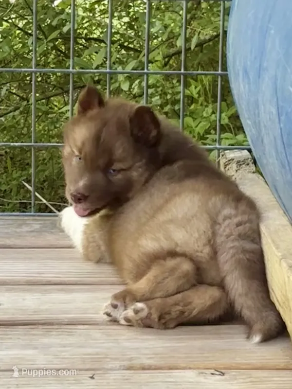 Arrow – Siberian Husky puppy for sale in Union, MS