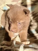 Rayna, a female Siberian Husky for sale in Union, MS – 4 of 5