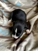 RobWill, a male Siberian Husky for sale in Union, MS – 7 of 8