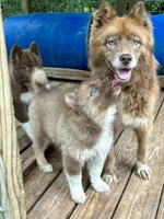 Arrow, a male Siberian Husky for sale in Union, MS – 10 of 10