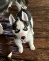 Carter , a male Siberian Husky for sale in Union, MS – 8 of 10