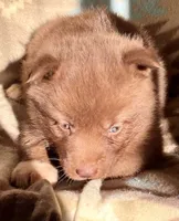Rayna, a female Siberian Husky for sale in Union, MS – 3 of 5