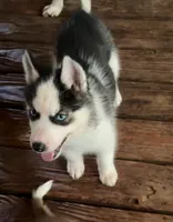 Carter , a male Siberian Husky for sale in Union, MS – 4 of 10