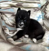 Jacob, a male Siberian Husky for sale in Union, MS – 5 of 5
