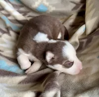 Beth, a female Siberian Husky for sale in Union, MS – 1 of 9