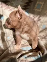 Aldric, a male Siberian Husky for sale in Union, MS – 5 of 5