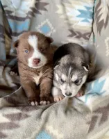 Max, a male Siberian Husky for sale in Union, MS – 4 of 6