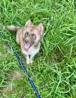 Arrow, a male Siberian Husky for sale in Union, MS – 2 of 10