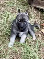 Trakr, a male Siberian Husky for sale in Union, MS – 4 of 9