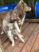 Arrow, a male Siberian Husky for sale in Union, MS – 2 of 10