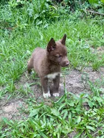 Lyra, a female Siberian Husky for sale in Union, MS – 8 of 10