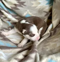 Beth, a female Siberian Husky for sale in Union, MS – 8 of 9