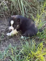 Yuma, a male Siberian Husky for sale in Union, MS – 6 of 7