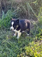 Yuma, a male Siberian Husky for sale in Union, MS – 7 of 7