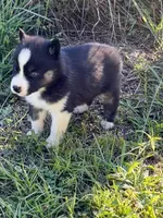 Yuma, a male Siberian Husky for sale in Union, MS – 2 of 7