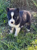 Yuma, a male Siberian Husky for sale in Union, MS – 3 of 7