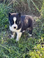 Yuma, a male Siberian Husky for sale in Union, MS – 5 of 7