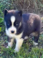 Yuma, a male Siberian Husky for sale in Union, MS – 1 of 7