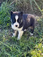 Yuma, a male Siberian Husky for sale in Union, MS – 4 of 7