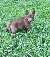 Lyra, a female Siberian Husky for sale in Union, MS – 10 of 10