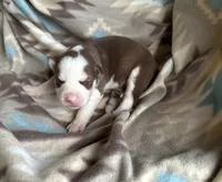 Beth, a female Siberian Husky for sale in Union, MS – 2 of 9