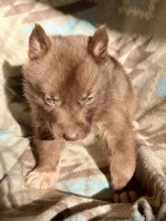 Aldric, a male Siberian Husky for sale in Union, MS – 3 of 5