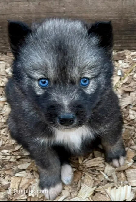 Strider  – Siberian Husky puppy for sale in Union, MS