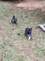 Kaiser, a male Siberian Husky for sale in Union, MS – 3 of 4