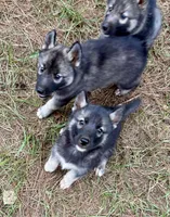 Satchmo, a male Siberian Husky for sale in Union, MS – 3 of 3