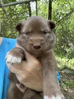 Rayna, a female Siberian Husky for sale in Union, MS – Photo 2 of 4