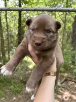 Rayna, a female Siberian Husky for sale in Union, MS – Photo 3 of 4