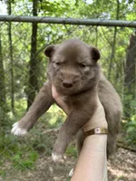 Rayna, a female Siberian Husky for sale in Union, MS – Photo 4 of 4