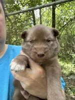 Rayna, a female Siberian Husky for sale in Union, MS – Photo 1 of 4