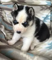 Carter , a male Siberian Husky for sale in Union, MS – 3 of 10