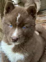 Sundancer, a male Siberian Husky for sale in Union, MS – 2 of 10