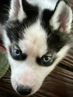 Carter , a male Siberian Husky for sale in Union, MS – 10 of 10