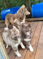 Arrow, a male Siberian Husky for sale in Union, MS – 3 of 10