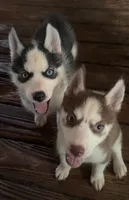Beth, a female Siberian Husky for sale in Union, MS – 3 of 10