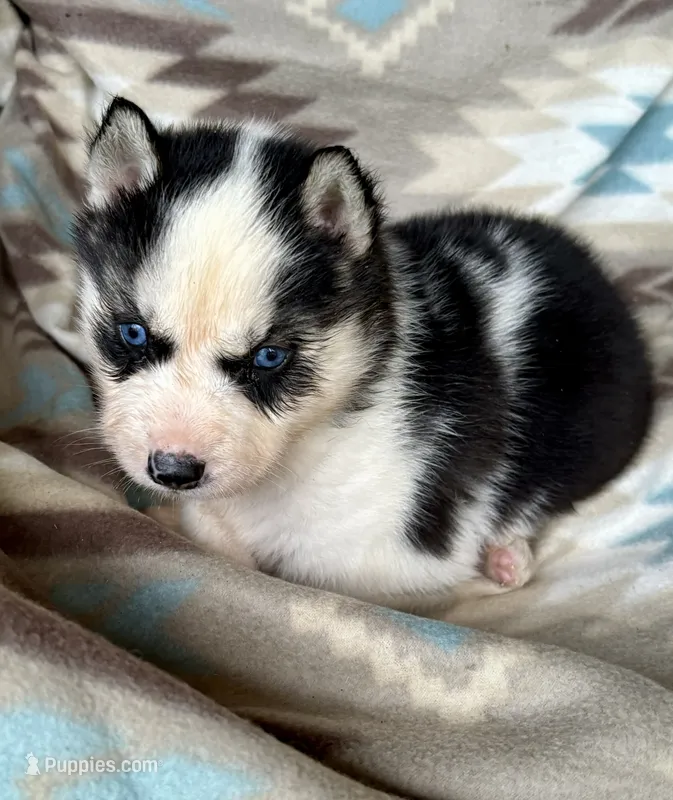 Carter  – Siberian Husky puppy for sale in Union, MS