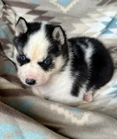 Carter , a male Siberian Husky for sale in Union, MS – 1 of 10