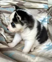 Carter , a male Siberian Husky for sale in Union, MS – 4 of 10