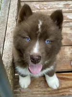 Sundancer, a male Siberian Husky for sale in Union, MS – 3 of 10