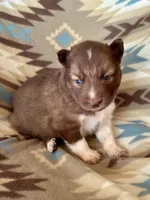 Arrow, a male Siberian Husky for sale in Union, MS – Photo 3 of 9