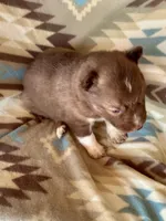 Arrow, a male Siberian Husky for sale in Union, MS – Photo 4 of 9