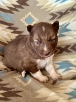 Arrow, a male Siberian Husky for sale in Union, MS – Photo 5 of 9